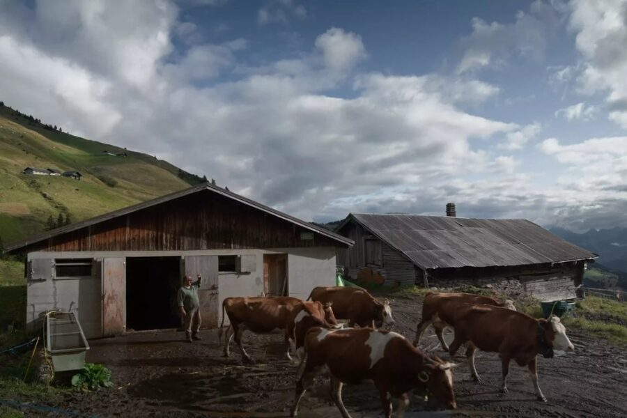 colostrum 1 1