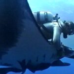 THELASTDIVE Joyce Clinton 1