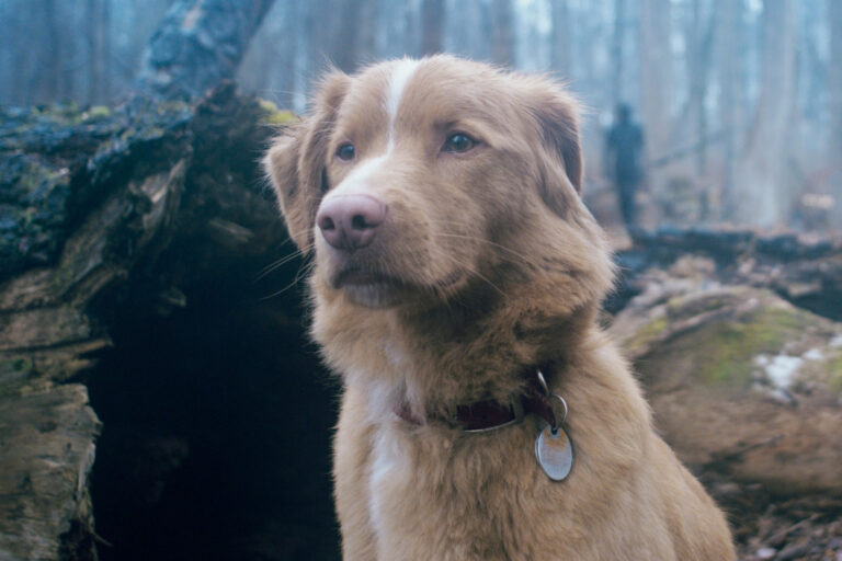 good boy